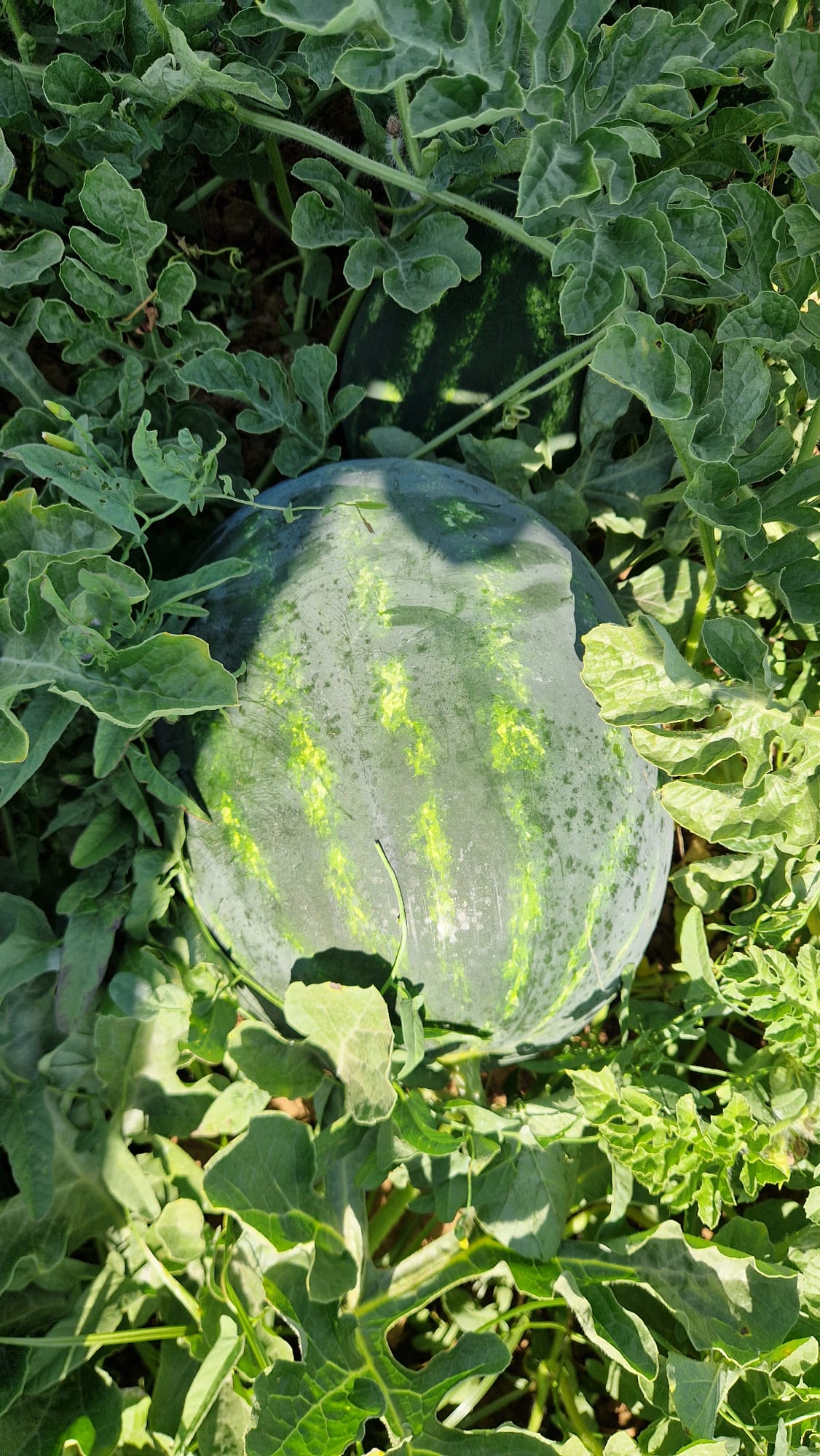Redsun Crimson seedless — view 5 of 12