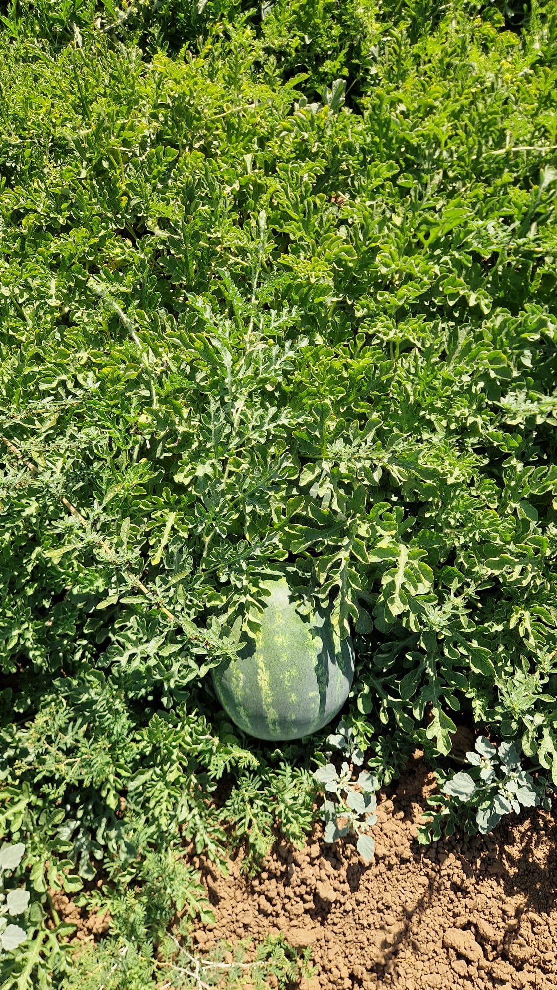 Redsun Crimson seedless — view 7 of 12