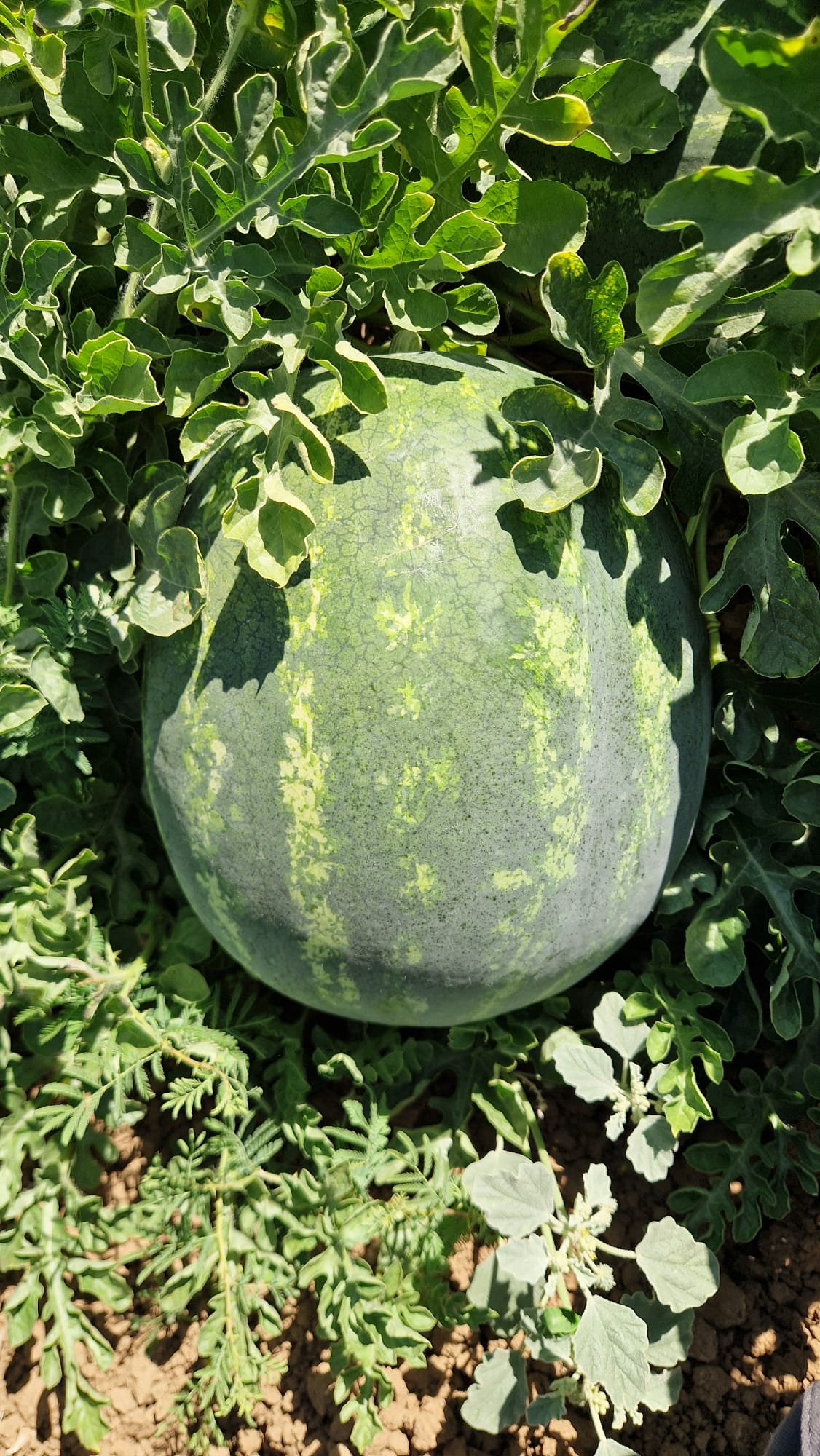 Redsun Crimson seedless — view 8 of 12