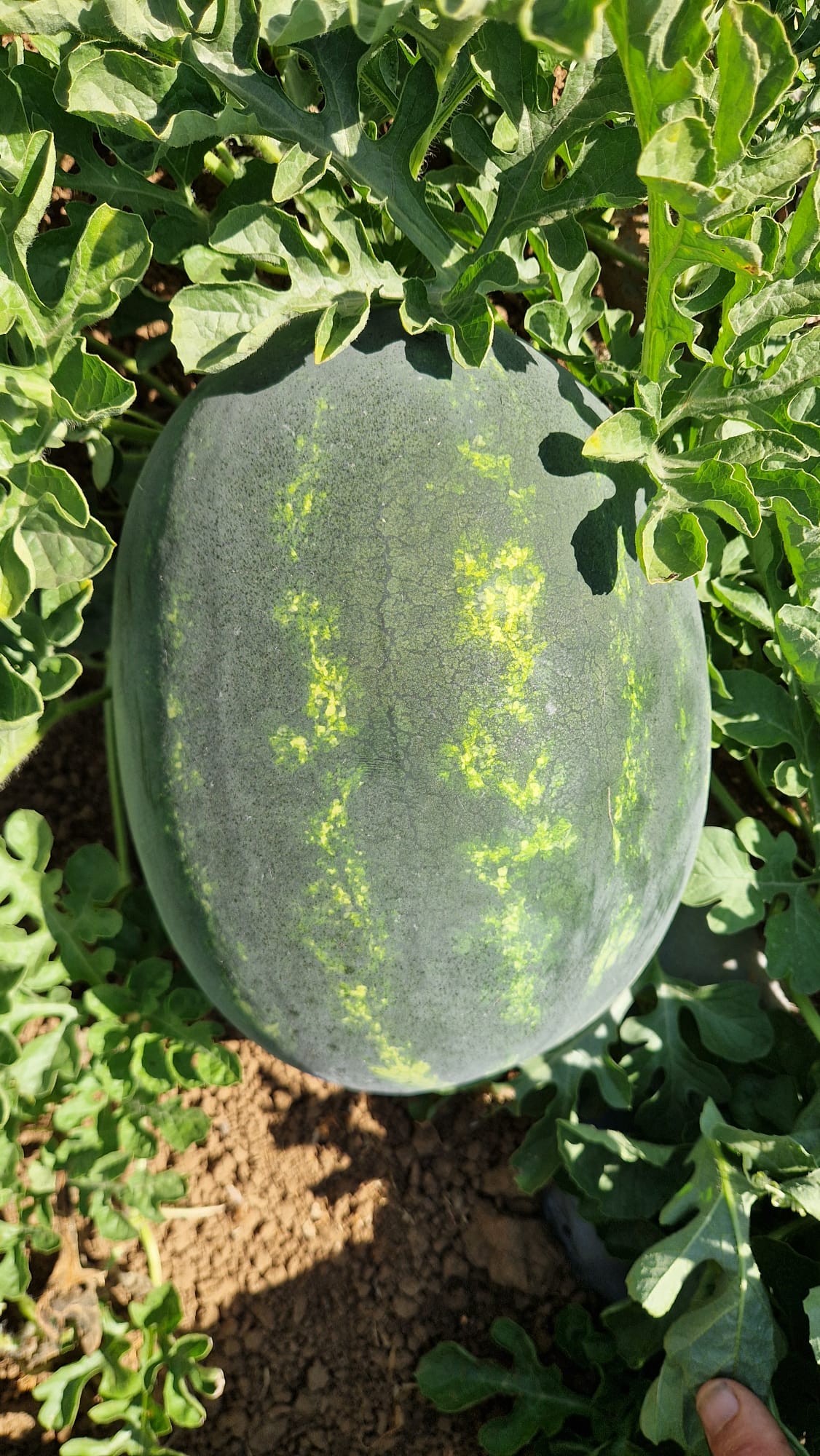 Redsun Crimson seedless — view 9 of 12