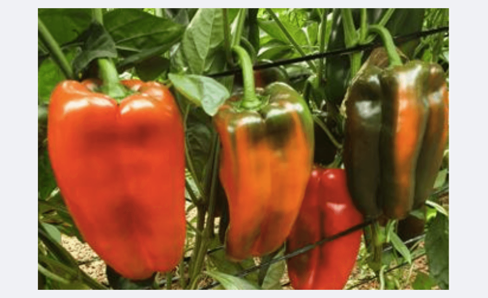 Rojito Pepper Lamuyo — ripe fruit, Agriva Seeds variety