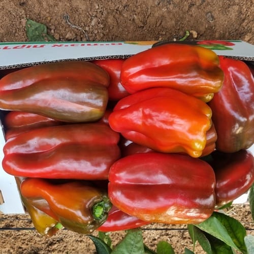 Rojito Pepper Lamuyo — view 2 of 3