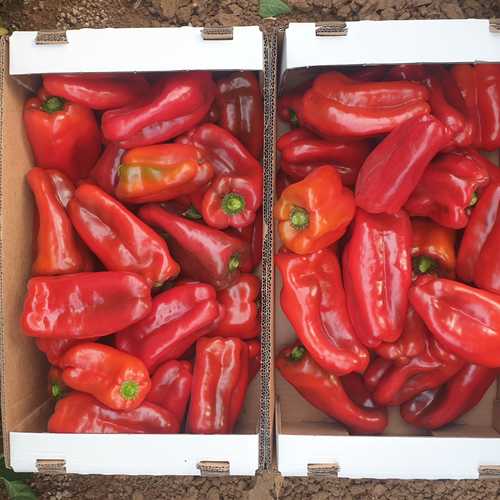 Rojito Pepper Lamuyo — view 3 of 3