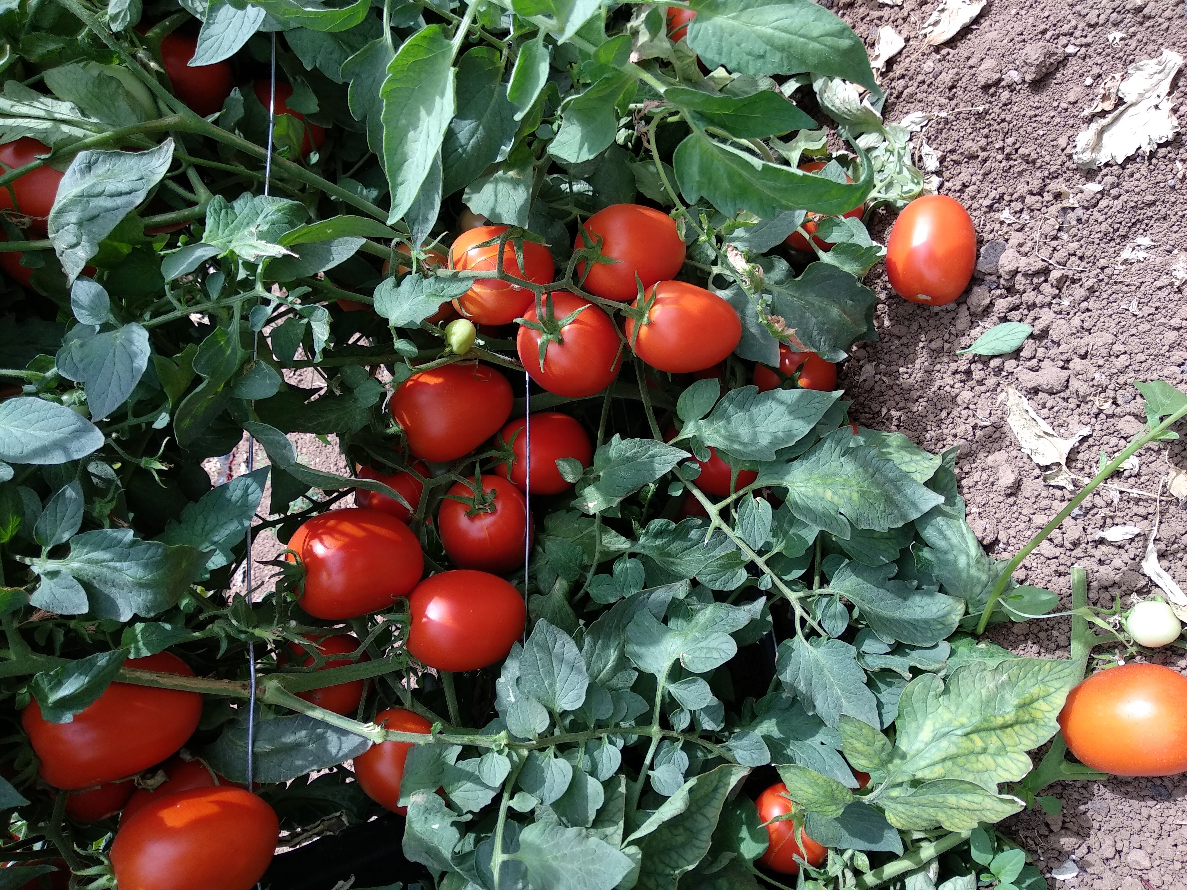 Romado Roma Determinate — ripe fruit, Agriva Seeds variety