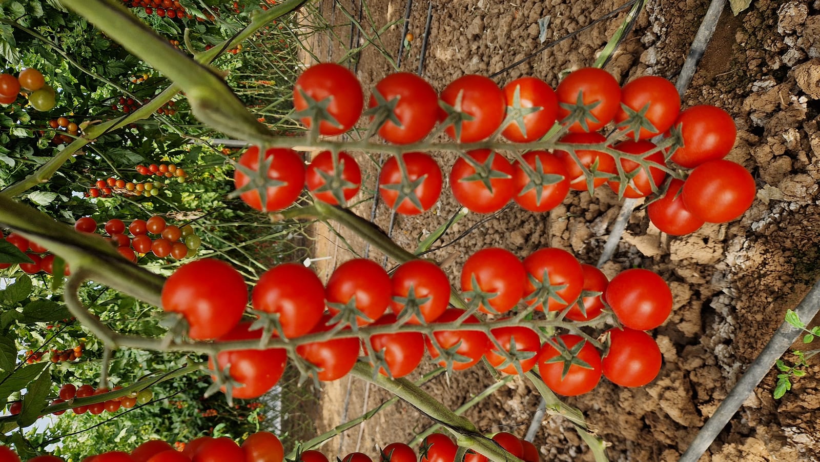Rose Cherry Round Cluster — ripe fruit, Agriva Seeds variety