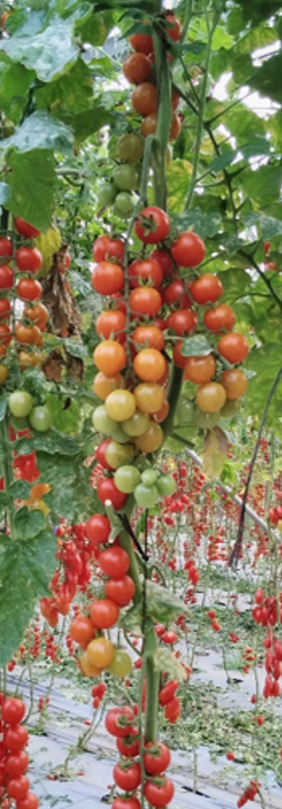 Rossella Cherry Round Cluster — view 2 of 3