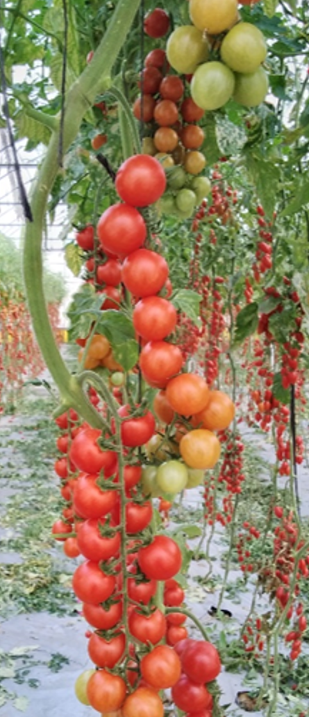 Rossella Cherry Round Cluster — view 3 of 3