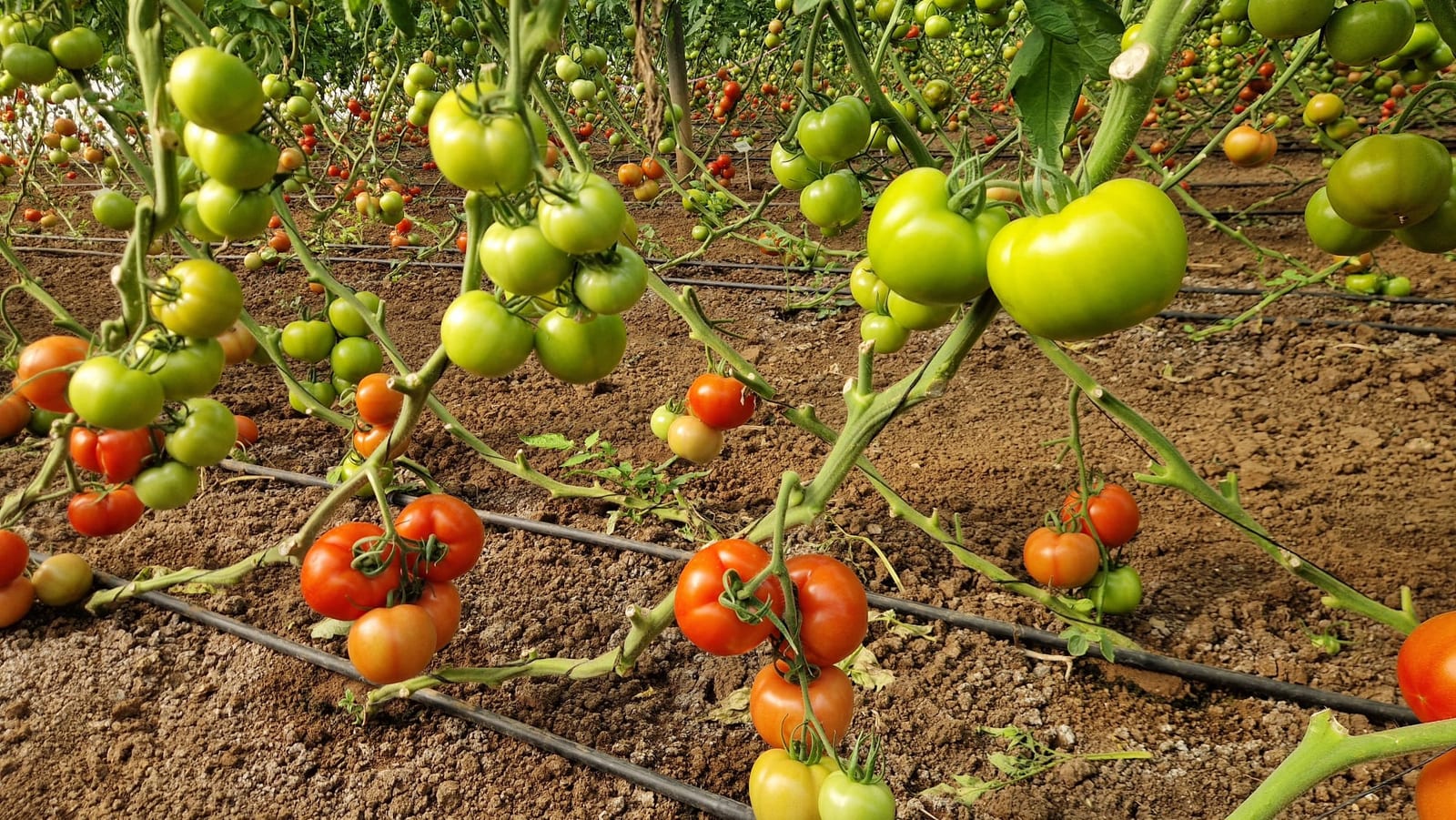 Rotem Round I Single — ripe fruit, Agriva Seeds variety
