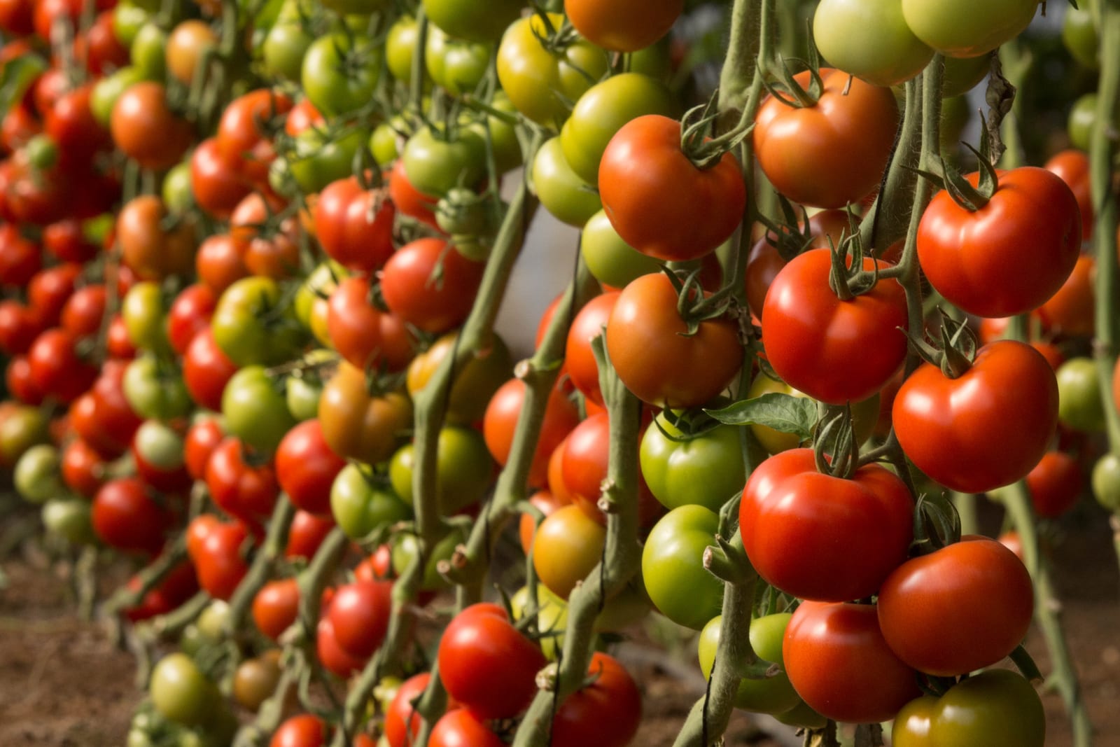 Rubina Round I Single — ripe fruit, Agriva Seeds variety