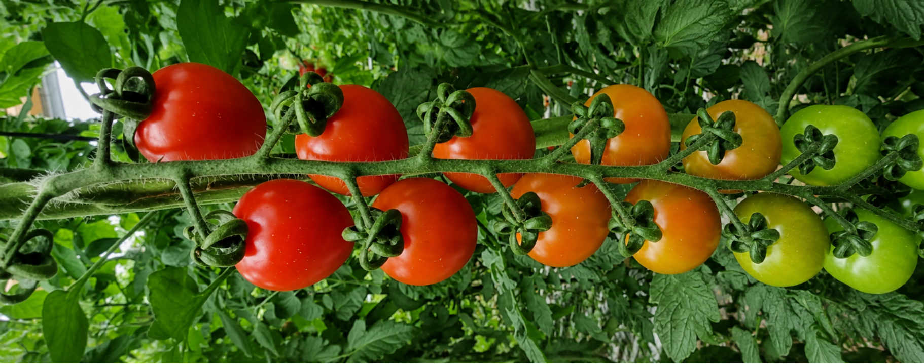 Scarlett Mini Plum Single — ripe fruit, Agriva Seeds variety