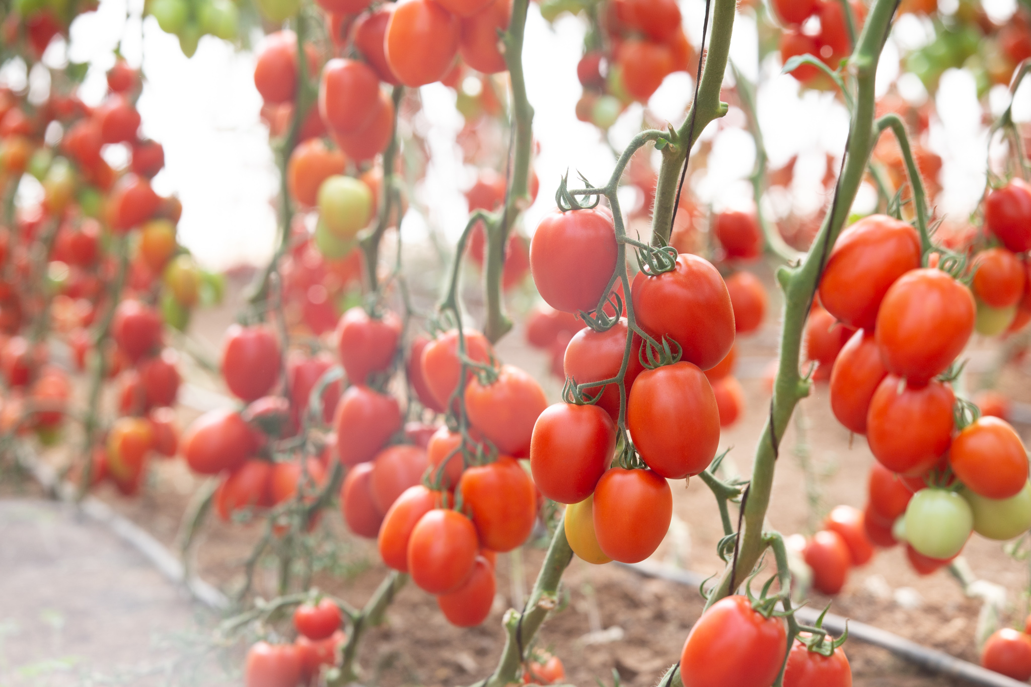 Shira Saladette Roma Single — ripe fruit, Agriva Seeds variety