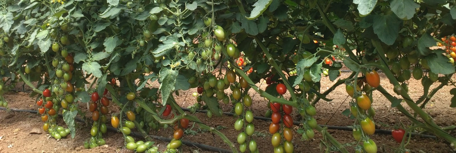 Sirocco Red Mini Plum Single — ripe fruit, Agriva Seeds variety