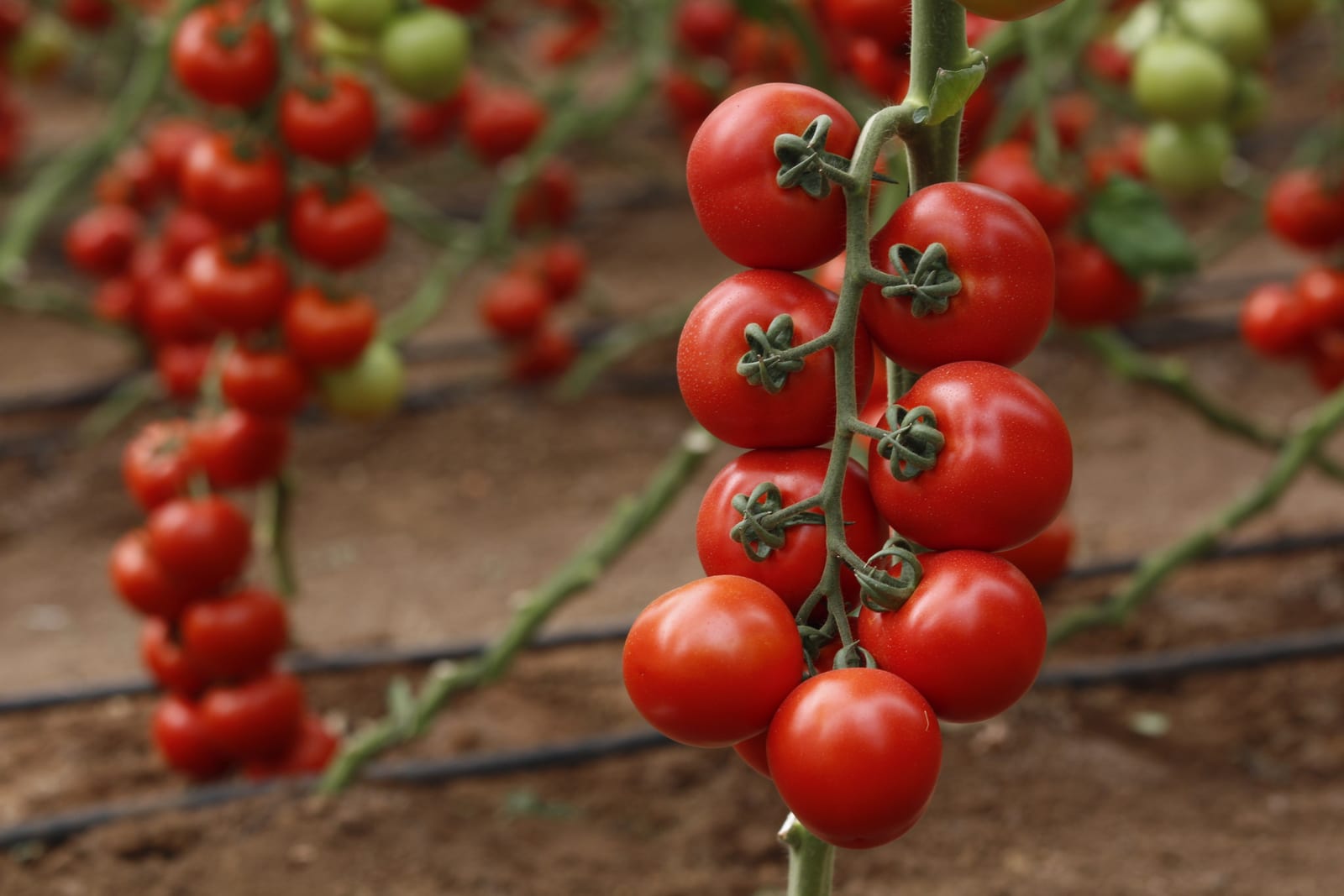Solaris Round I Cluster — ripe fruit, Agriva Seeds variety