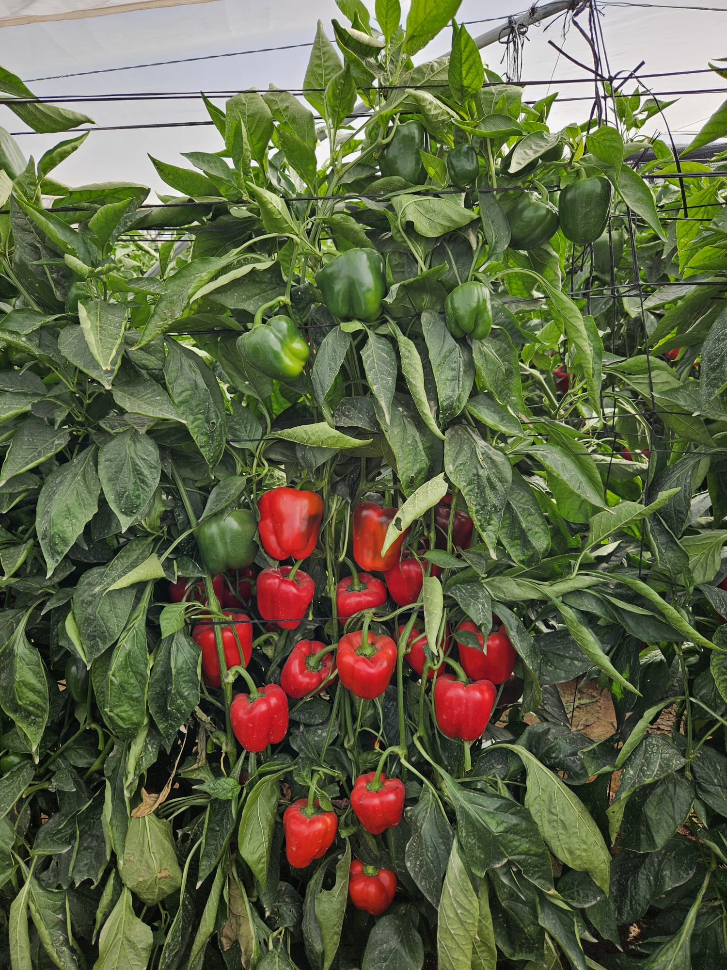 Solidar Pepper Red Blocky — view 3 of 5