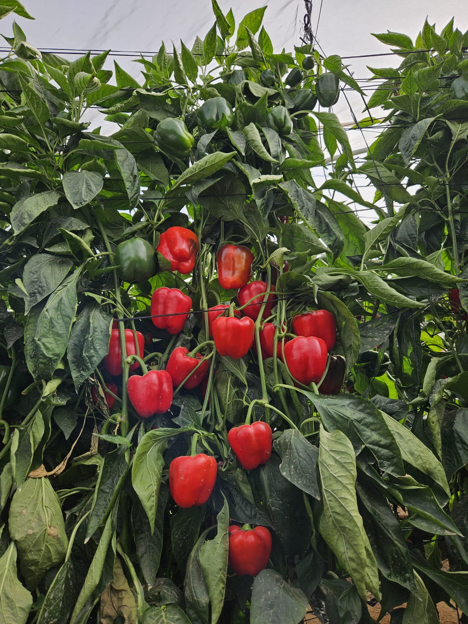 Solidar Pepper Red Blocky — view 4 of 5
