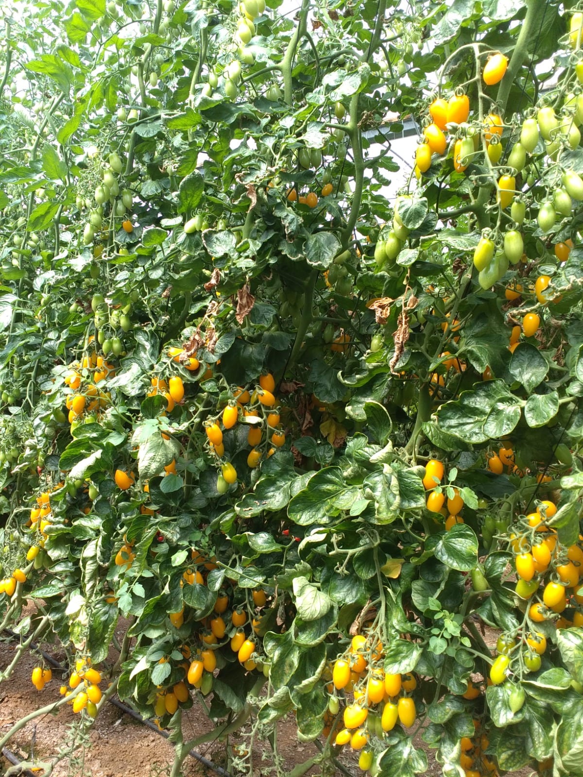 Solina Yellow Grape Single — ripe fruit, Agriva Seeds variety
