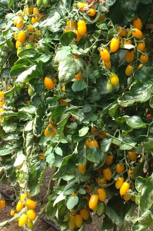 Solina Yellow Grape Single — view 2 of 3