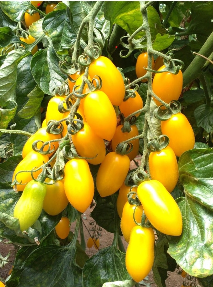 Solina Yellow Grape Single — view 3 of 3