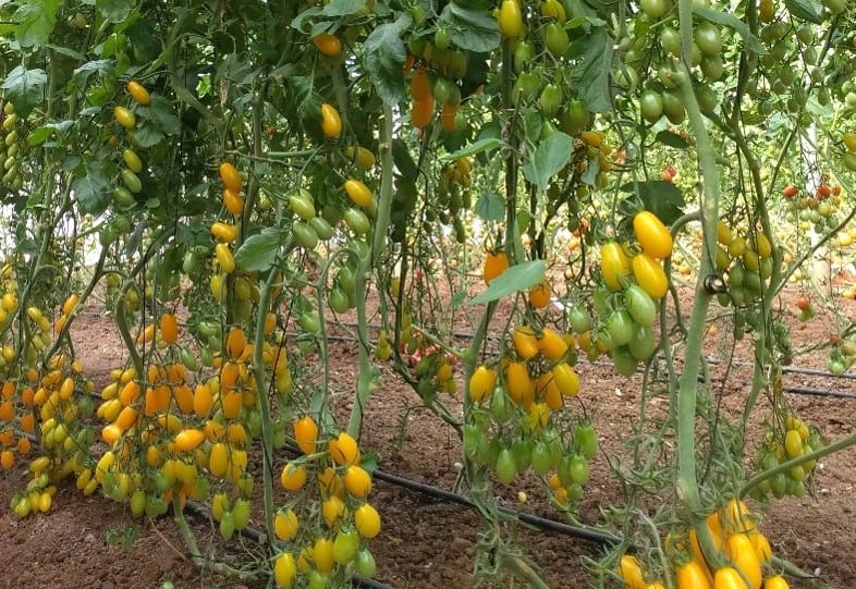 Sorela Yellow Grape Single — ripe fruit, Agriva Seeds variety