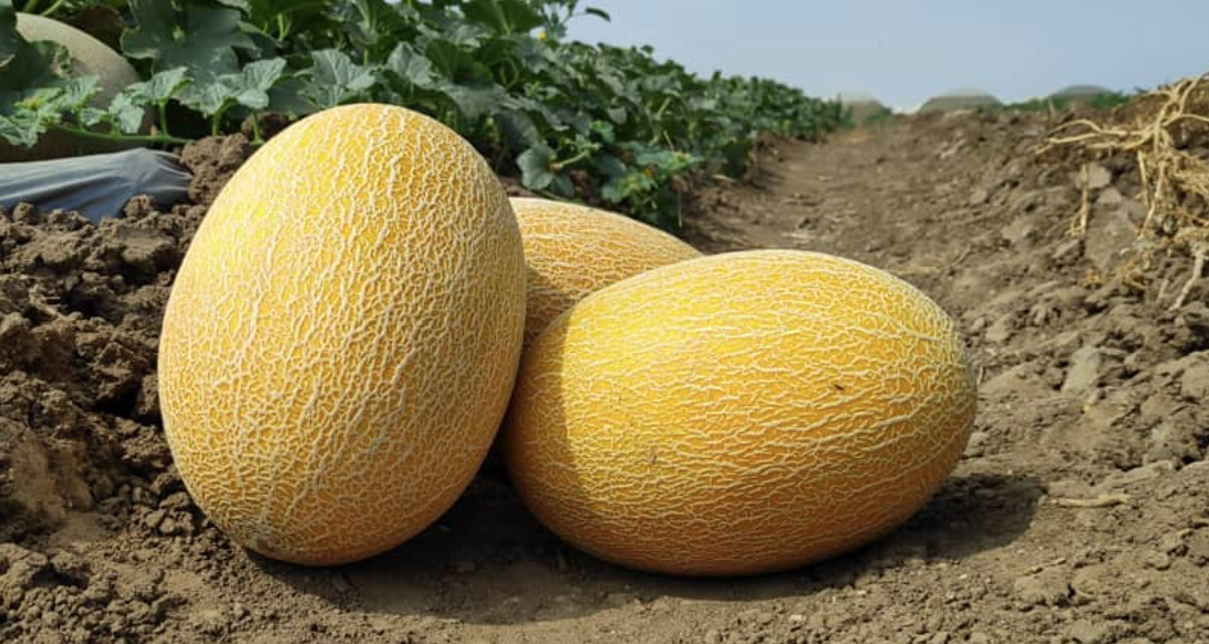 Sultana Ananas — ripe fruit, Agriva Seeds variety