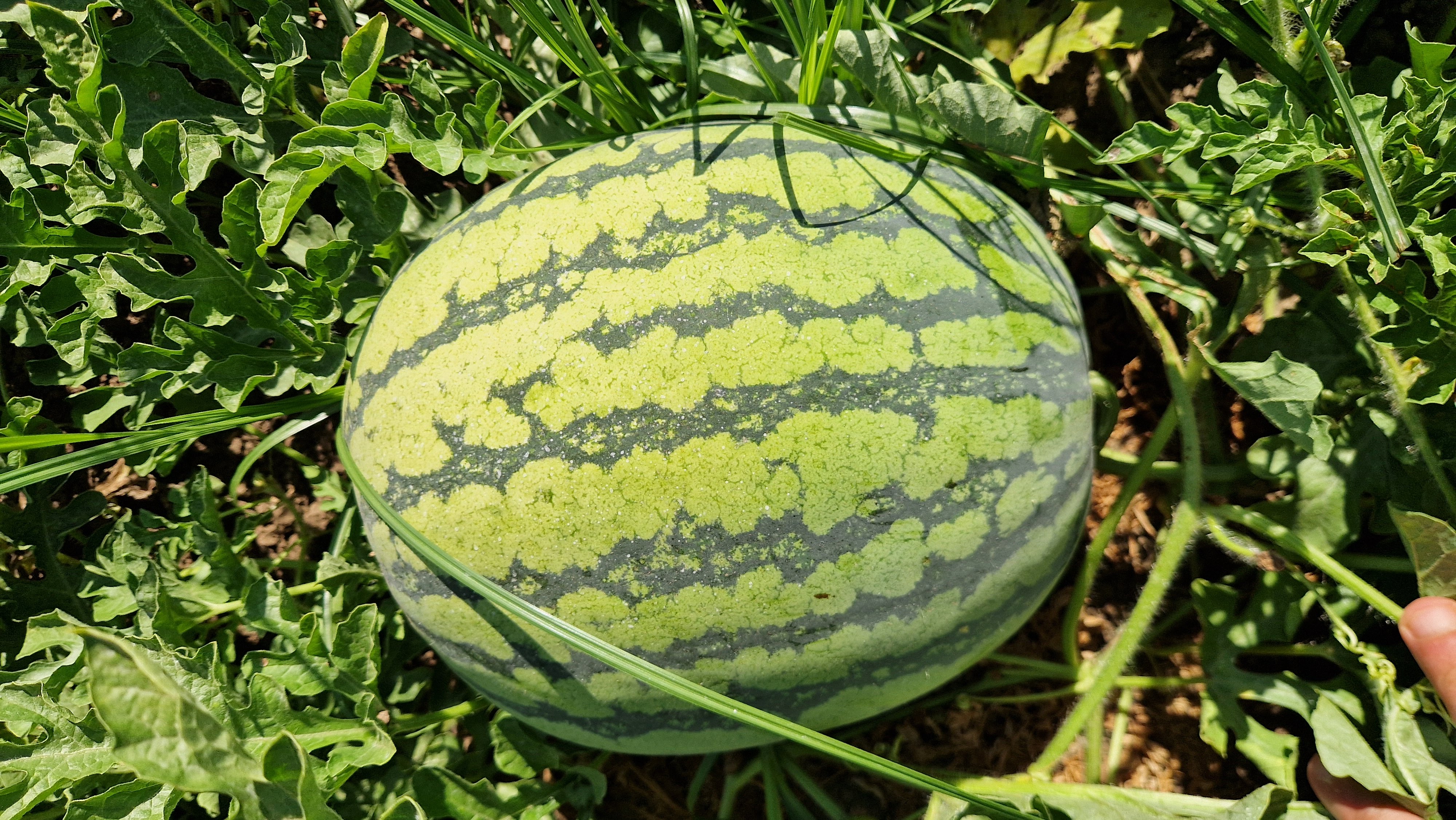 Sunstripe Watermelon Seeded — ripe fruit, Agriva Seeds variety