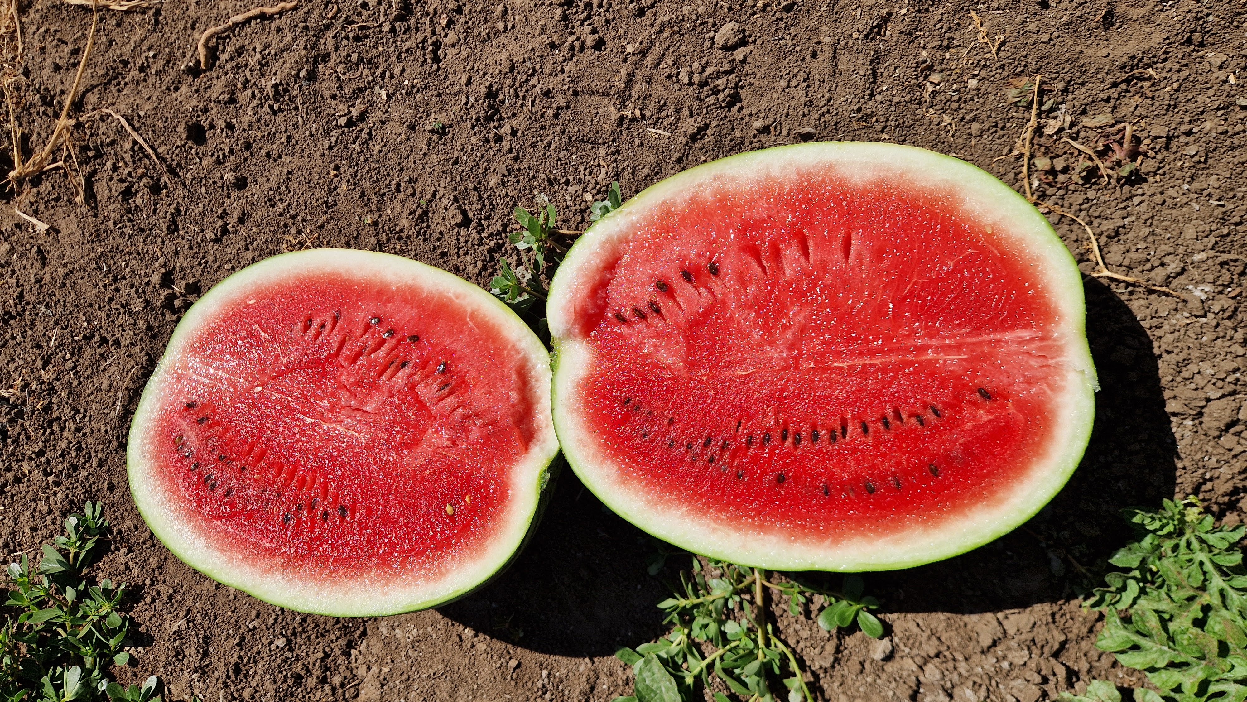 Sunstripe Watermelon Seeded — view 2 of 4