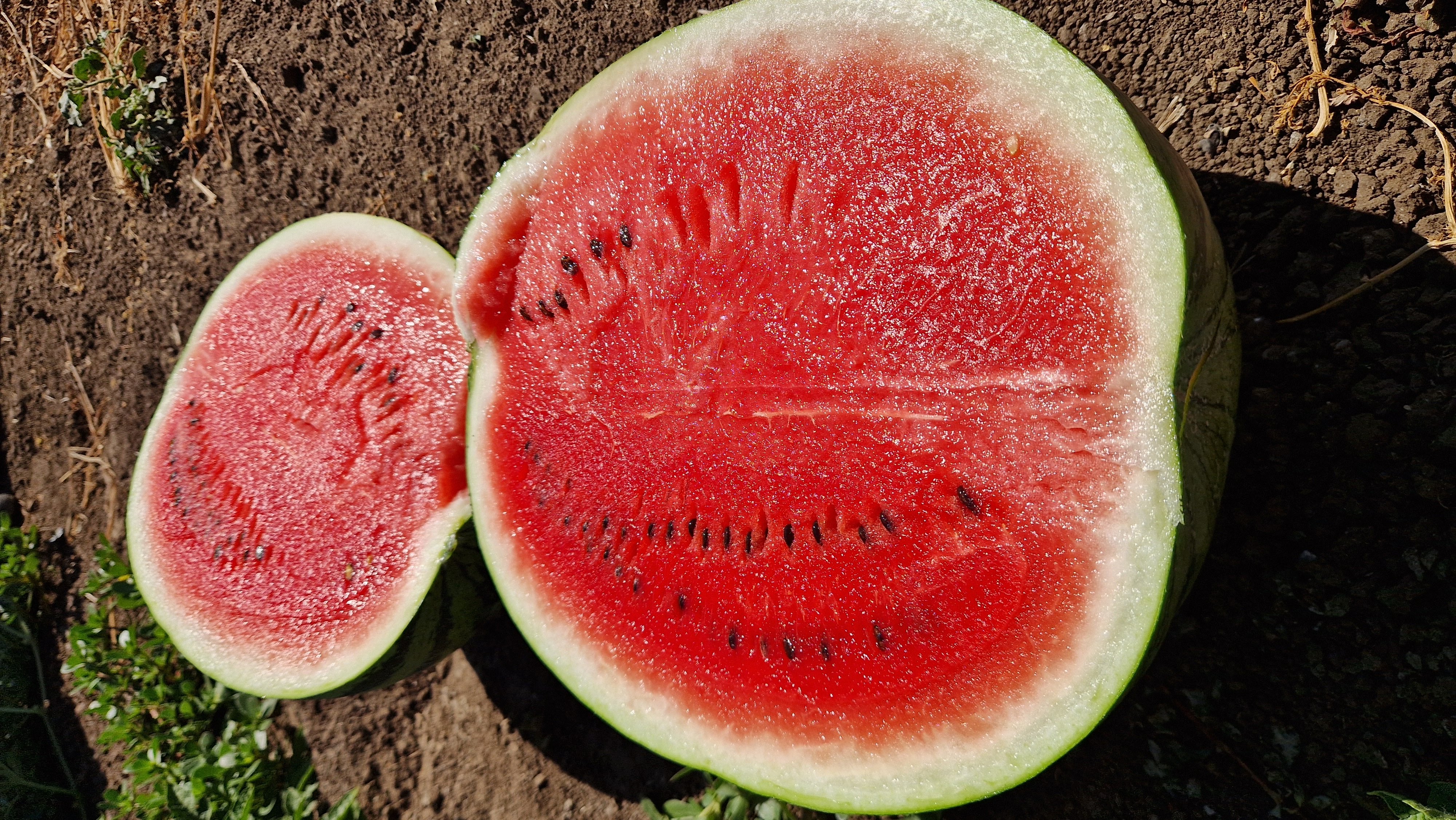 Sunstripe Watermelon Seeded — view 3 of 4