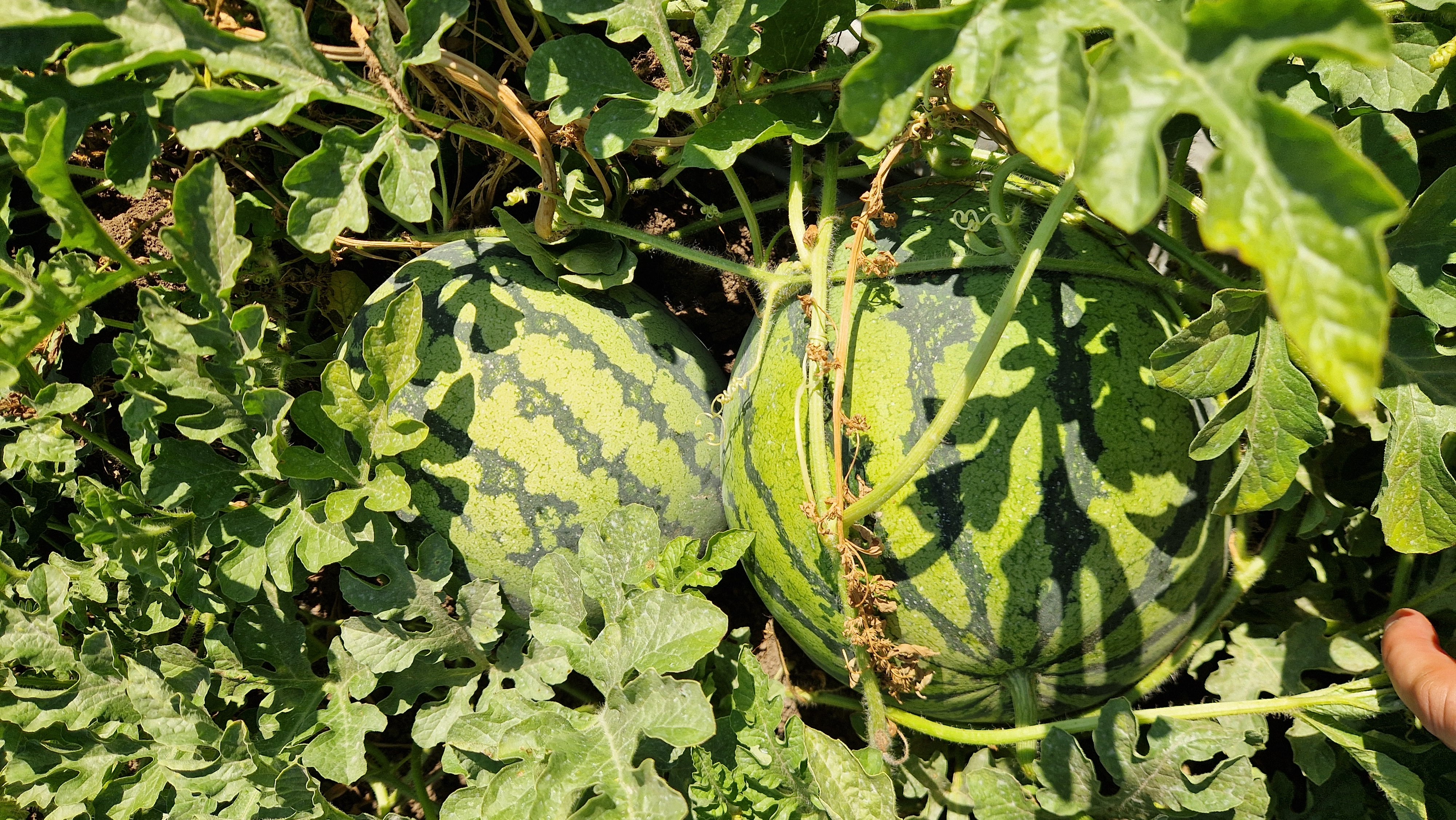 Sunstripe Watermelon Seeded — view 4 of 4