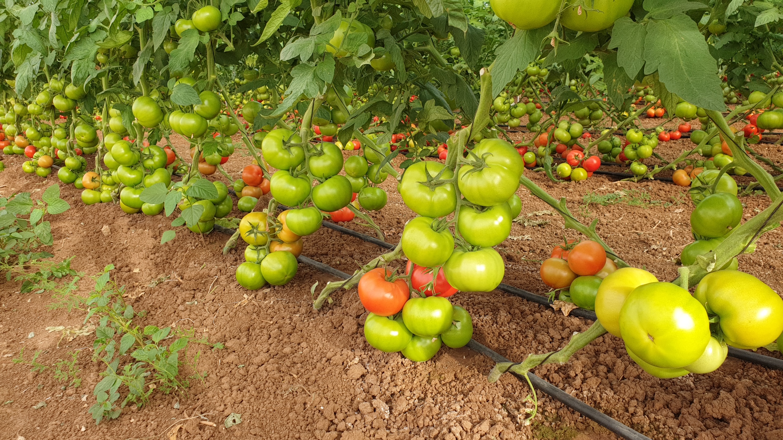 T193 Beef Tomato — ripe fruit, Agriva Seeds variety