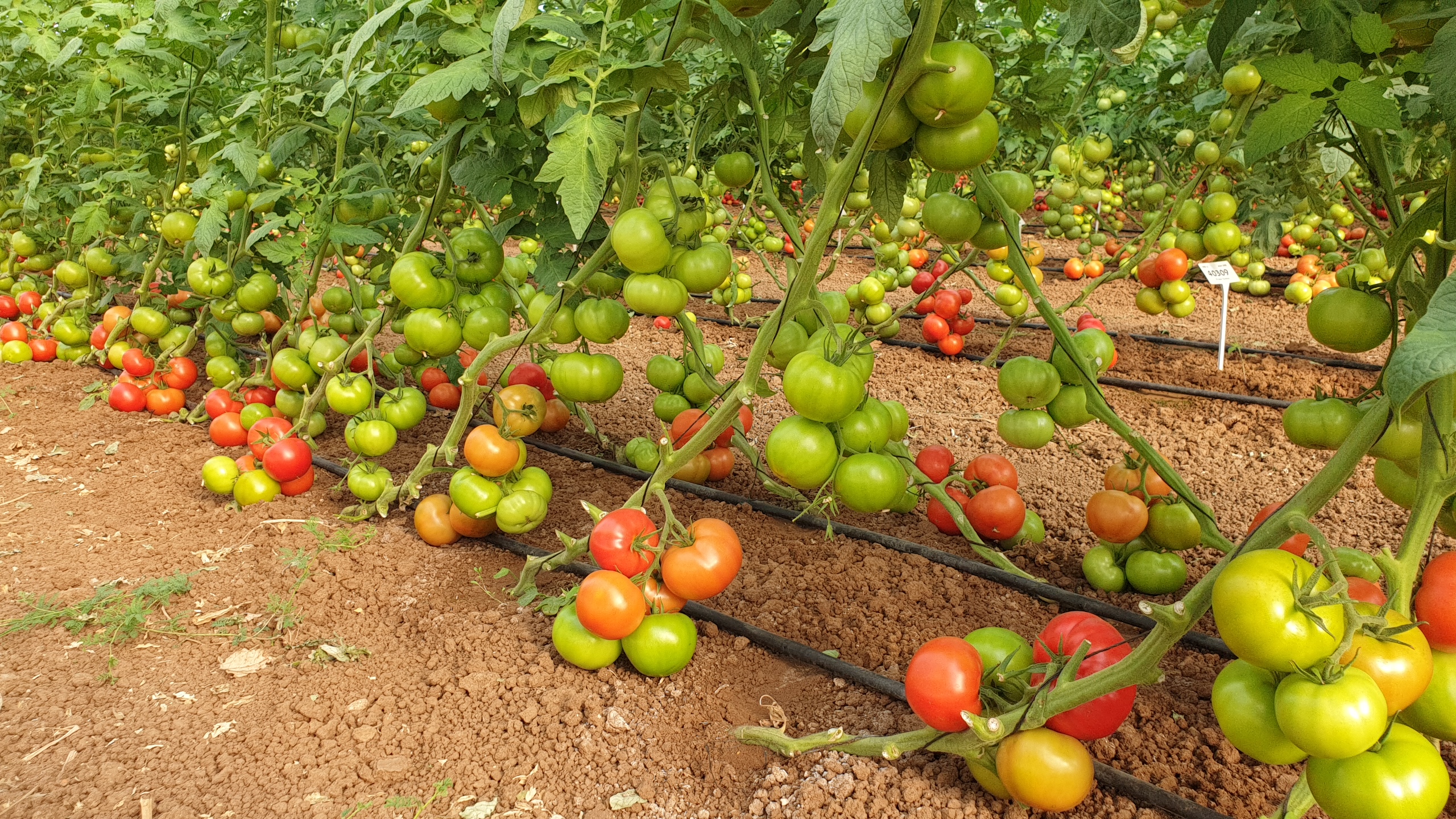 T193 Beef Tomato — view 2 of 3