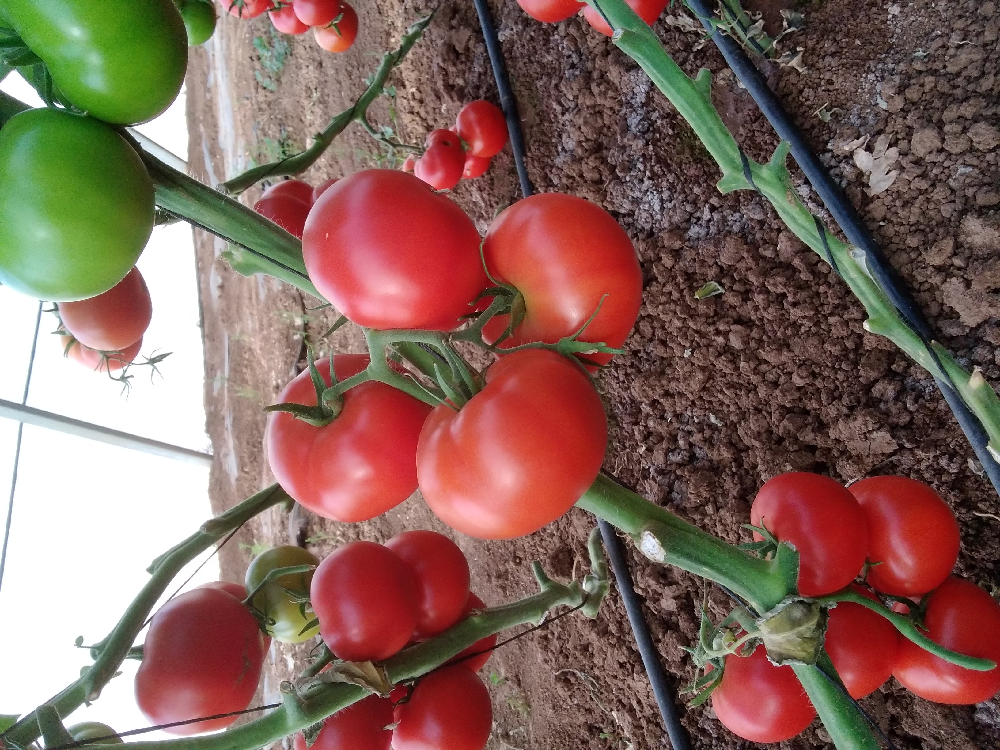 T193 Beef Tomato — view 3 of 3
