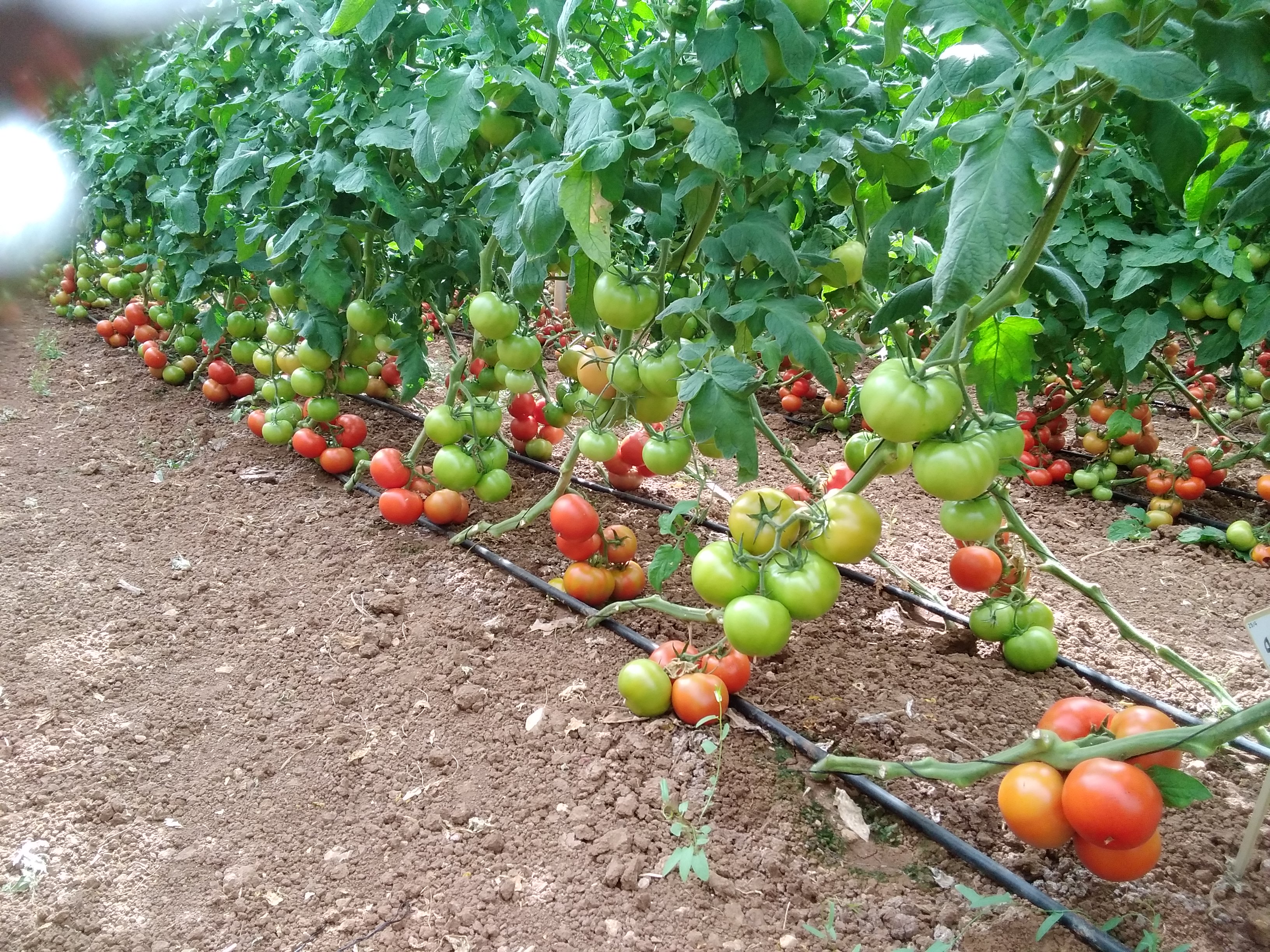 T573 Beef Tomato — ripe fruit, Agriva Seeds variety
