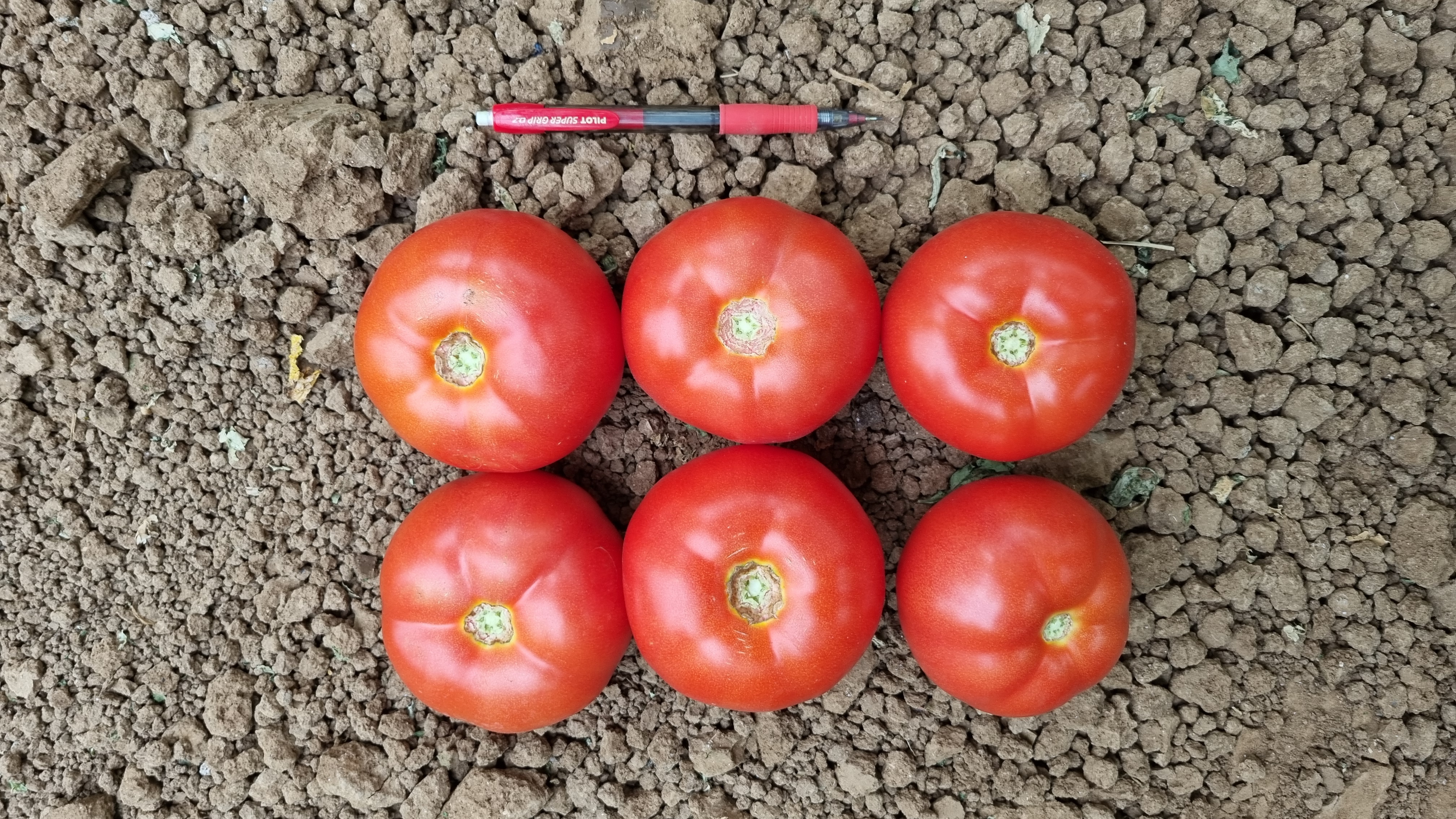 T573 Beef Tomato — view 2 of 3