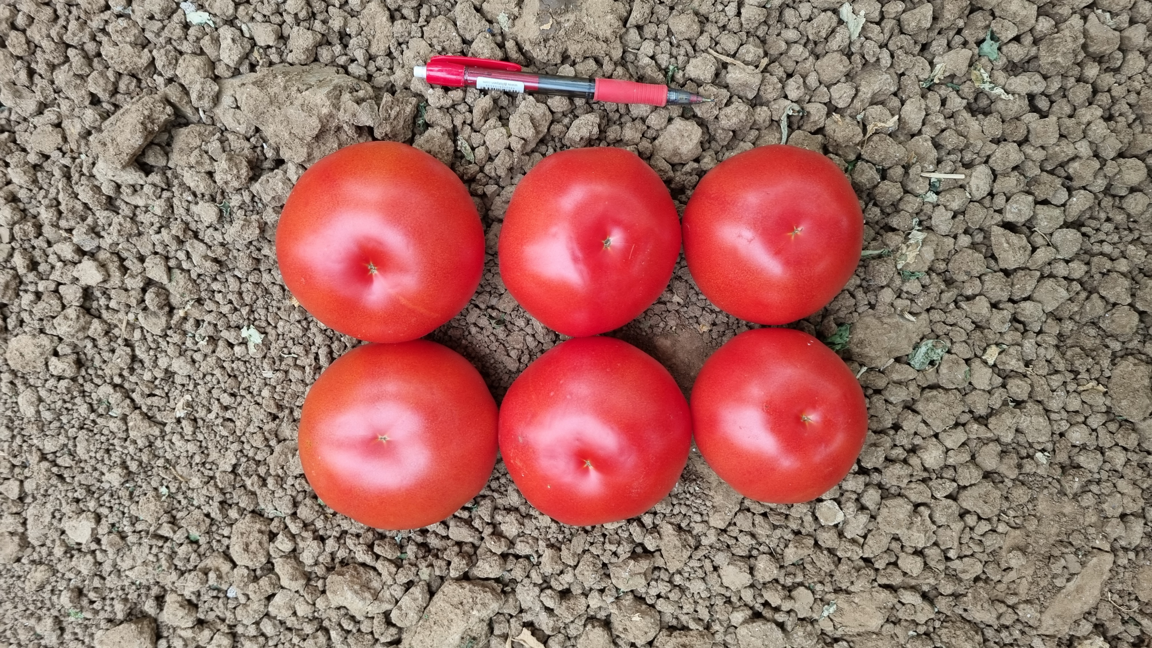 T573 Beef Tomato — view 3 of 3