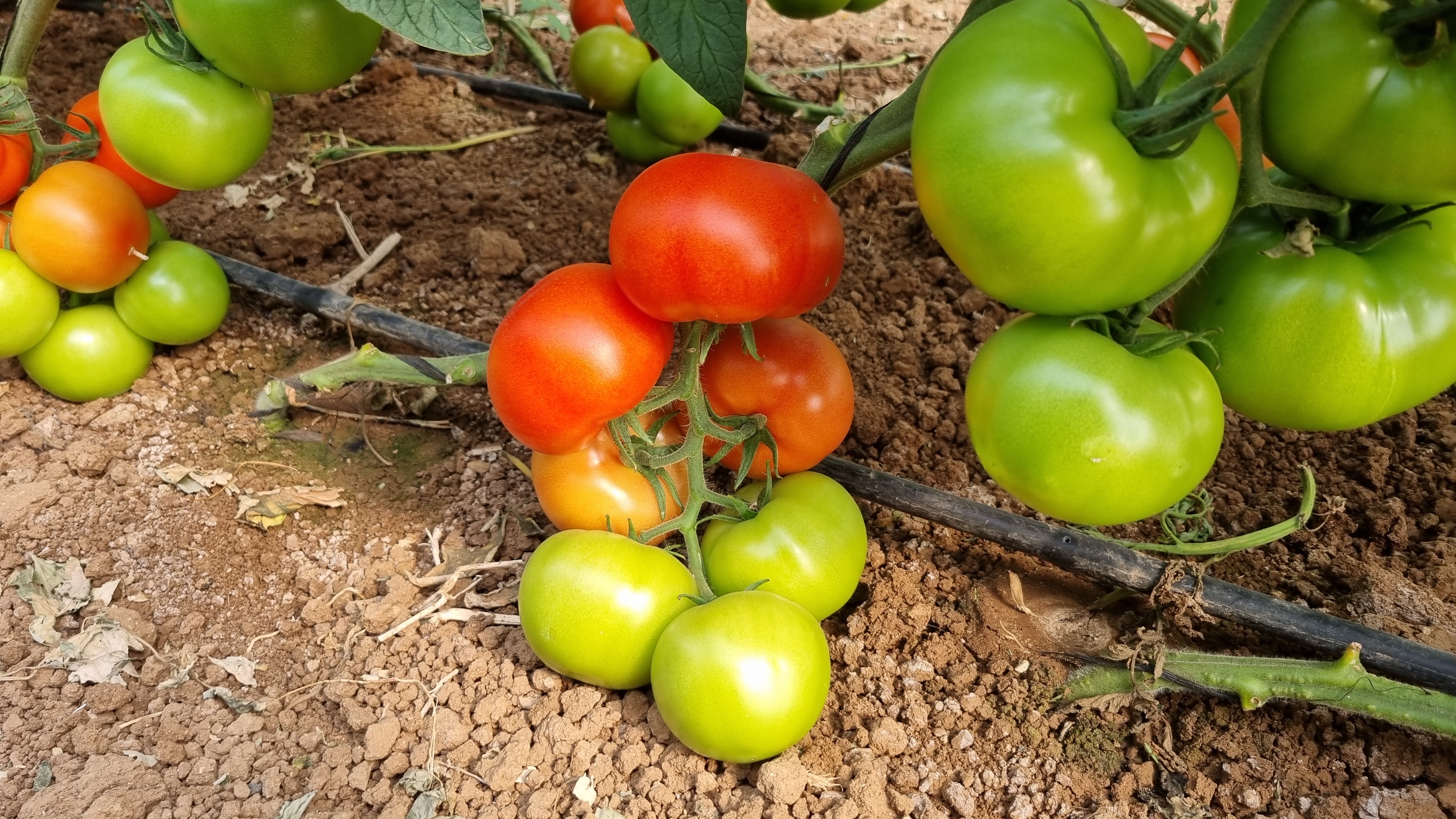 T610 Beef Tomato — ripe fruit, Agriva Seeds variety