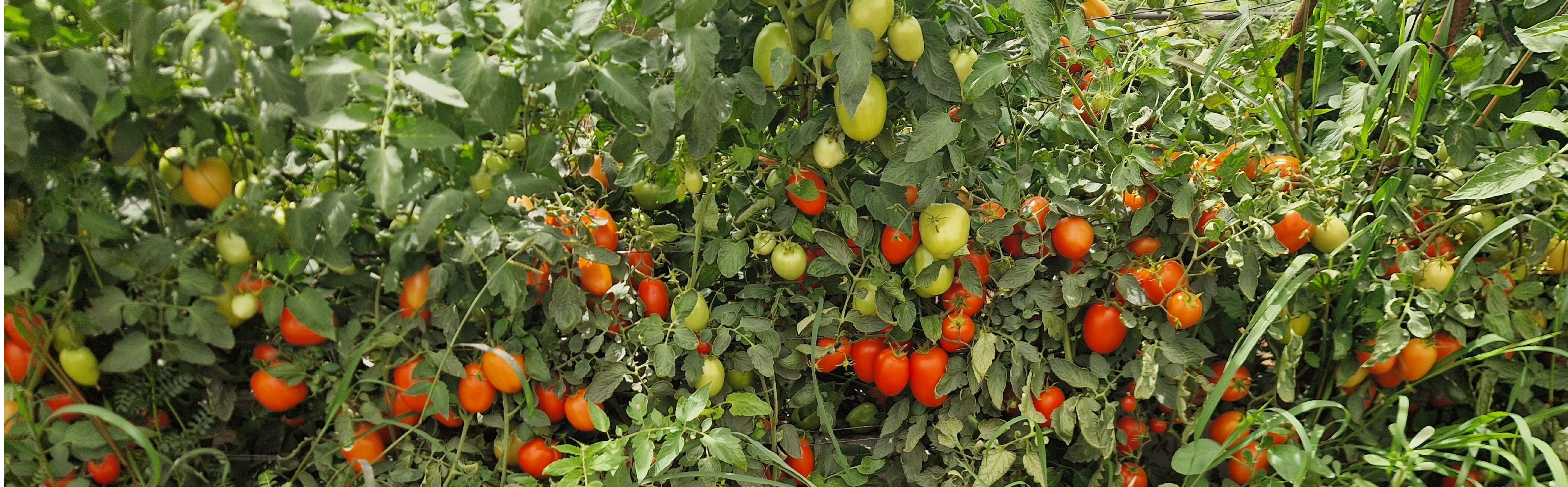 Tavero Roma Determinate — ripe fruit, Agriva Seeds variety