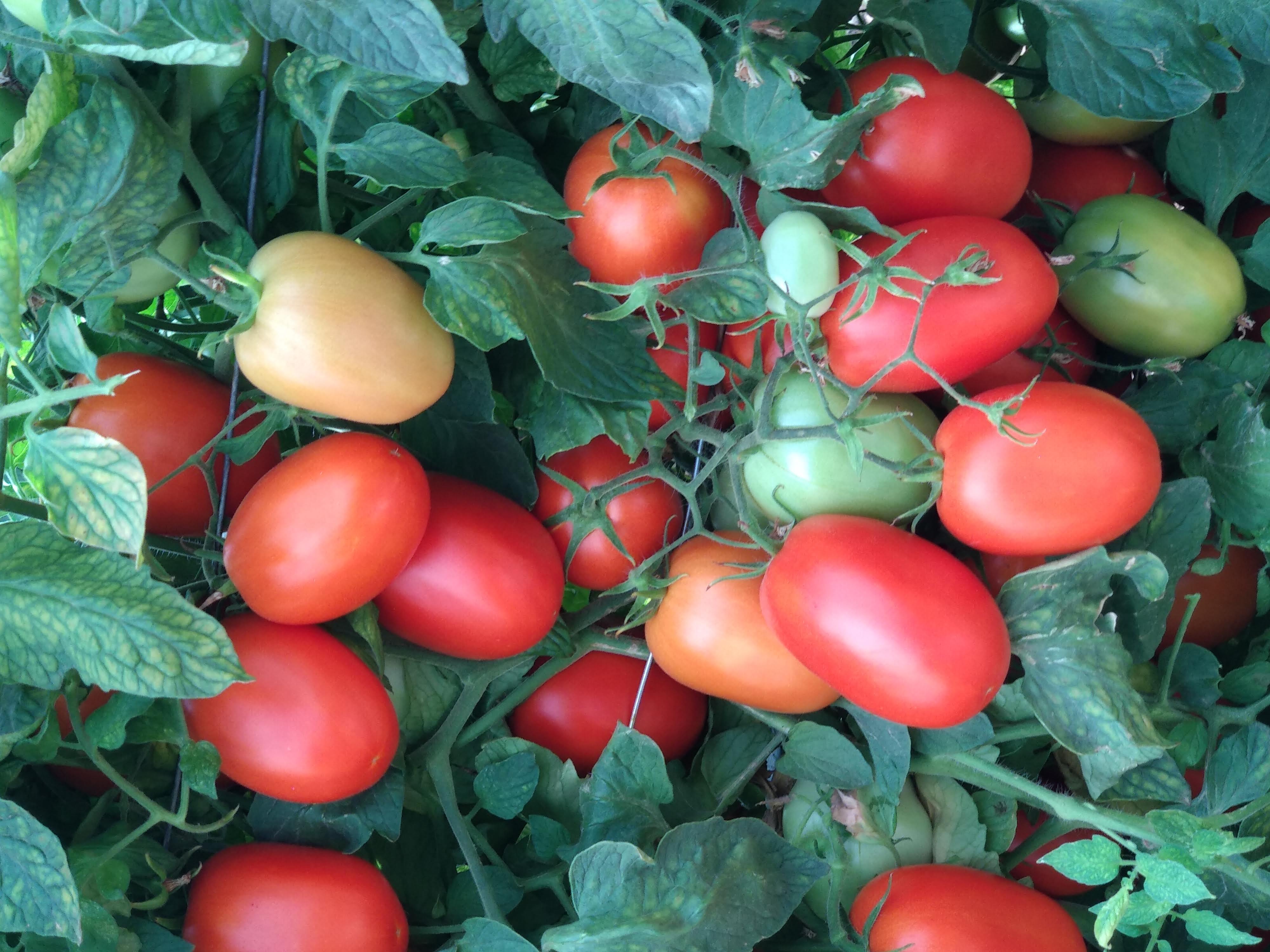 Tavero Roma Determinate — view 2 of 5