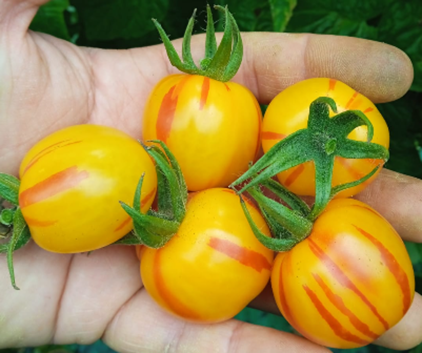 Tavor Striped Mini Plum Single — ripe fruit, Agriva Seeds variety