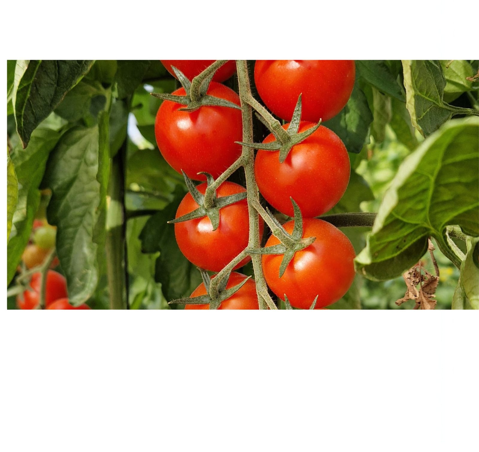Valentina Cherry Round Cluster — view 2 of 2