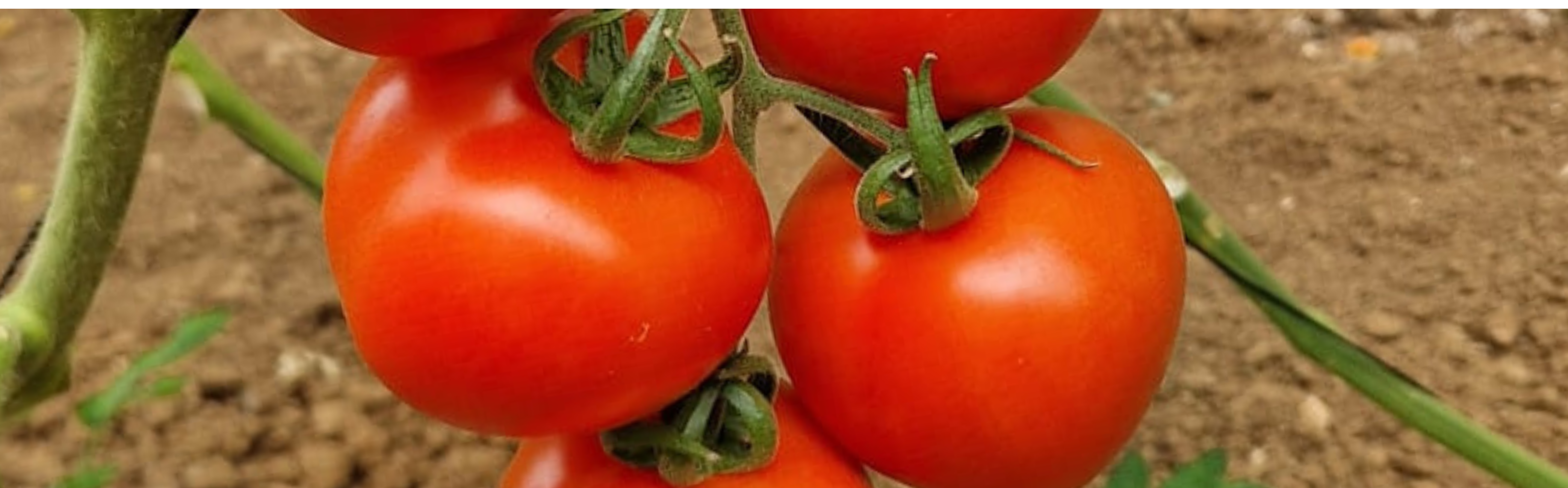 velveta Round I Cluster — ripe fruit, Agriva Seeds variety