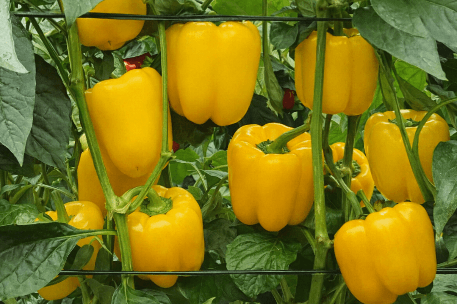 Vento Pepper Yellow Blocky — ripe fruit, Agriva Seeds variety