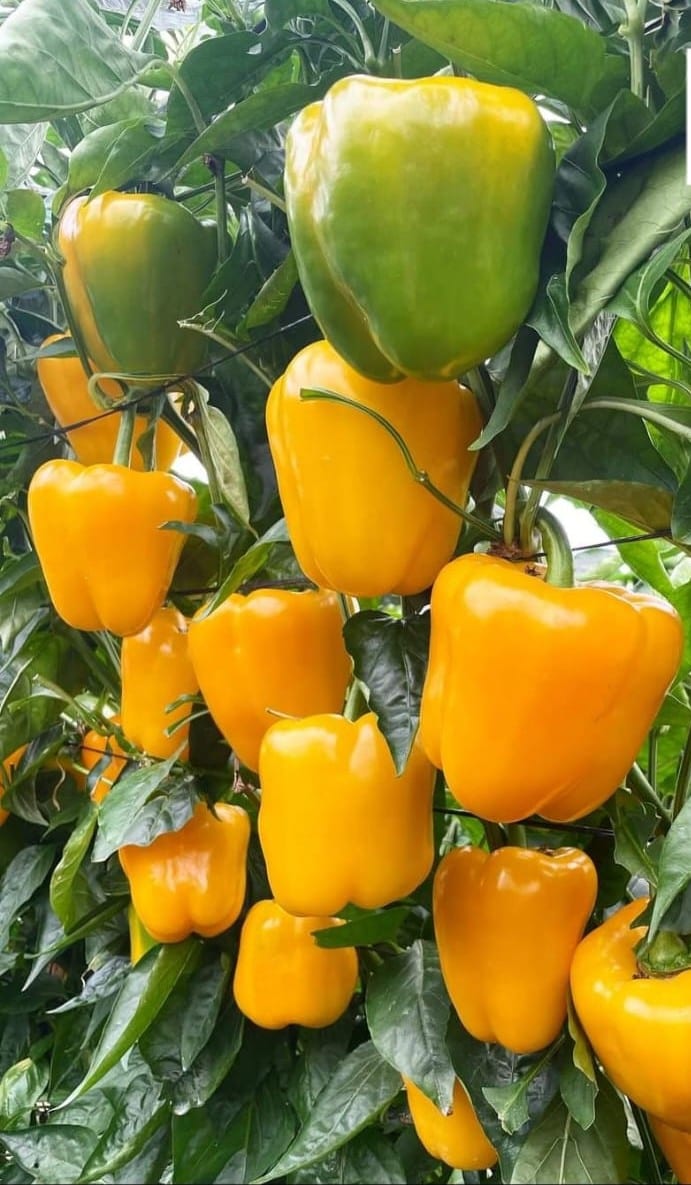 Vento Pepper Yellow Blocky — view 2 of 3