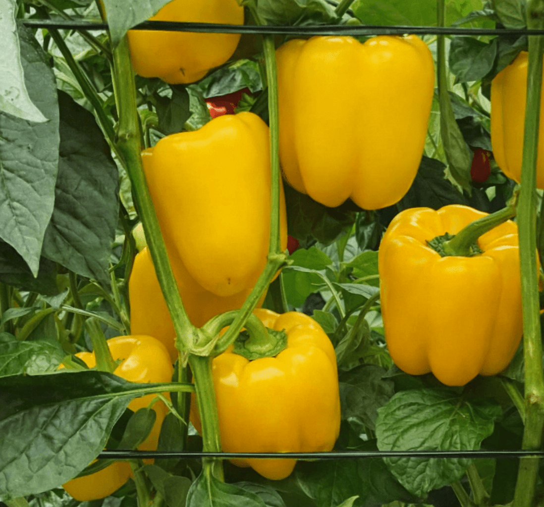 Vento Pepper Yellow Blocky — view 3 of 3