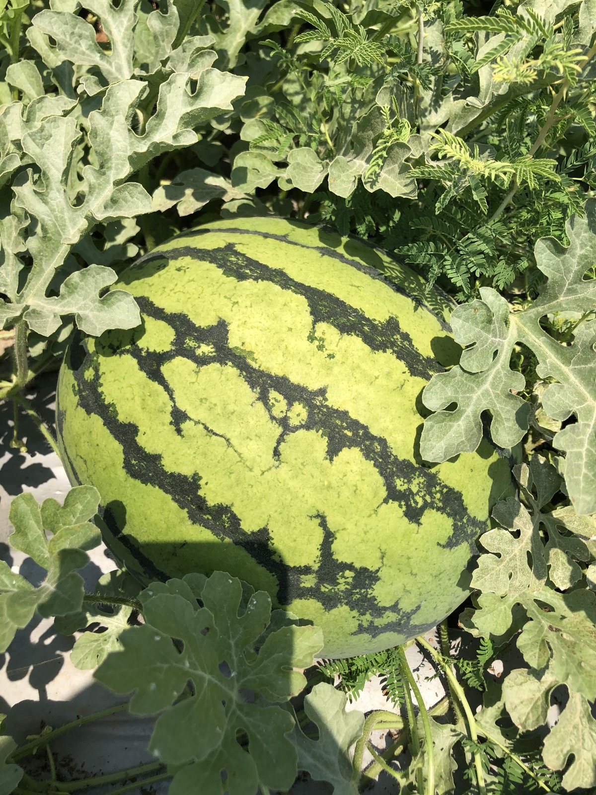W651 Tiger Seeded — ripe fruit, Agriva Seeds variety