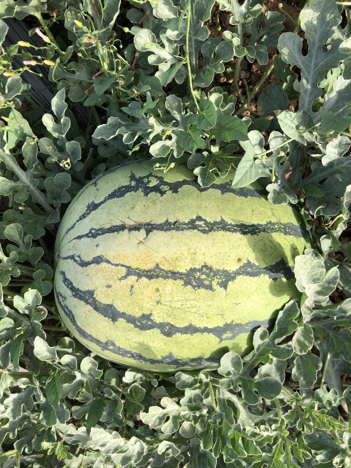 W651 Tiger Seeded — view 2 of 4