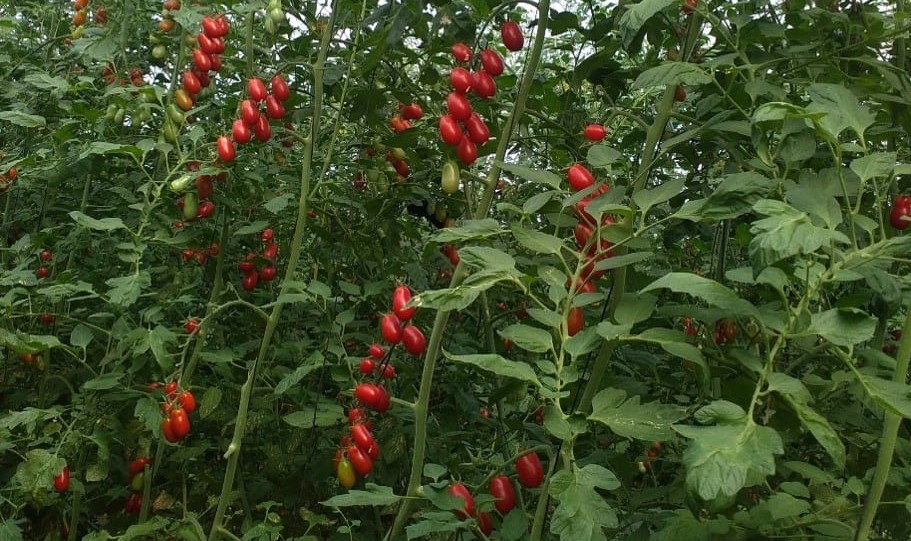 Yasmin Cherry Grape Single — ripe fruit, Agriva Seeds variety