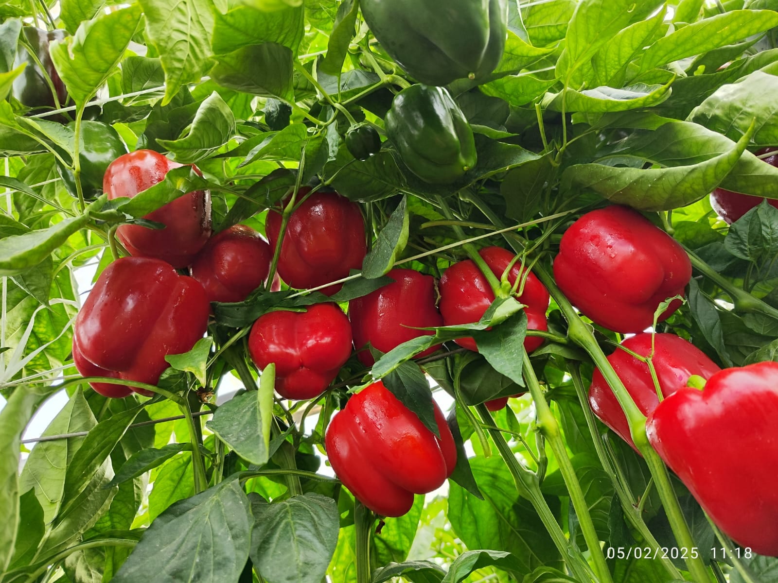 Zina Pepper Blocky Red — ripe fruit, Agriva Seeds variety