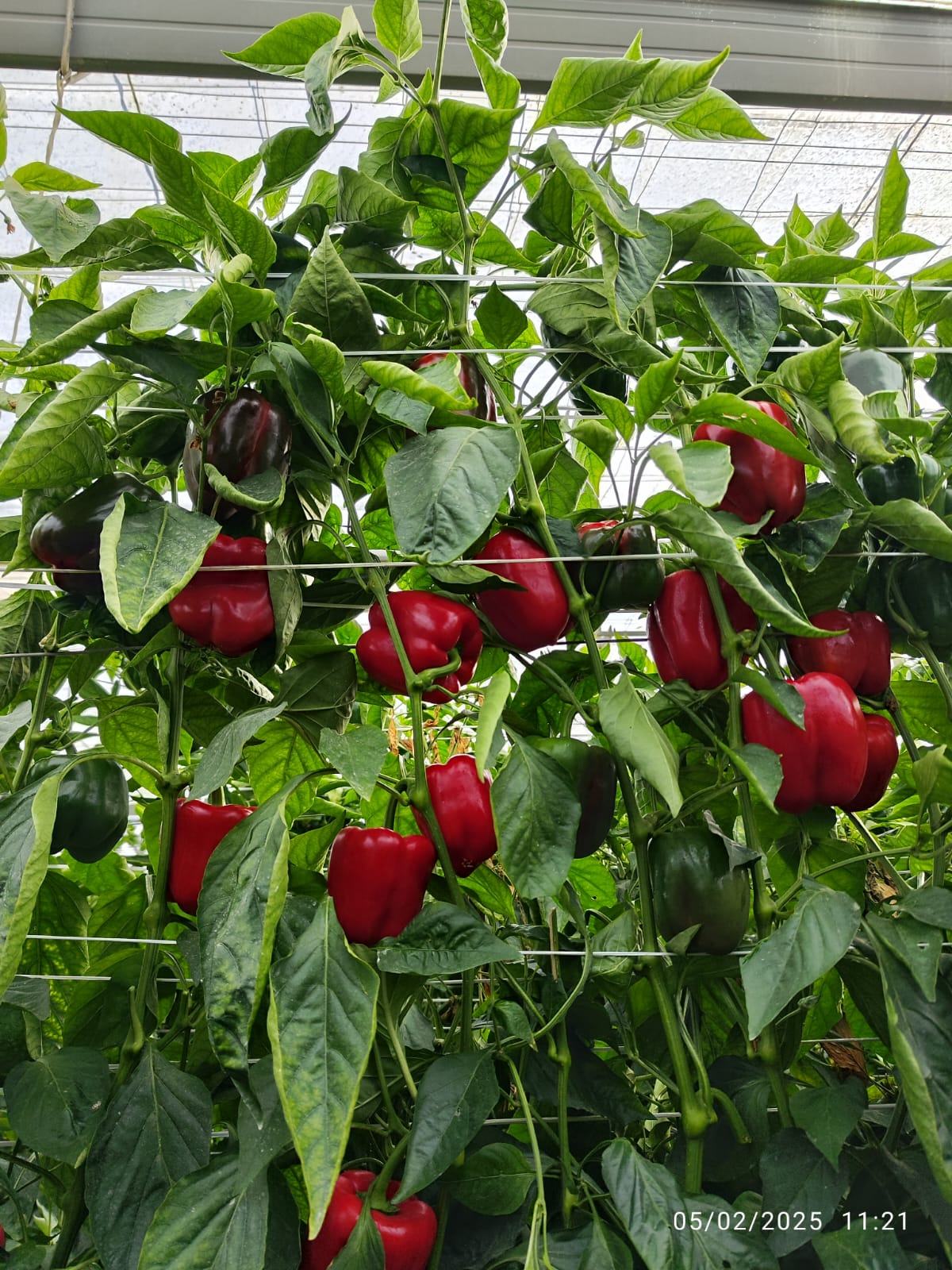 Zina Pepper Blocky Red — view 2 of 2